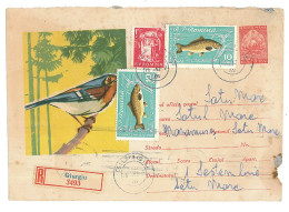 IP 62 - 0155 BIRD, Romania - Registered Stationery - Used - 1962 - Piciformes (pájaros Carpinteros)