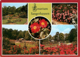 72884576 Sangerhausen Suedharz Rosarium Rosenhang Belinda Moschata Eingang Muenc - Sangerhausen
