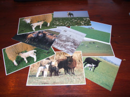 *70623-     9 CARDS - DIEREN / ANIMALS / TIERE / ANIMAUX / ANIMALES  / SCHAPEN / SHEEP / SCHAF / MOUTONS - Sonstige & Ohne Zuordnung