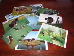 *70632-     10 CARDS - DIEREN / ANIMALS / TIERE / ANIMAUX / ANIMALES  / KOEIEN / COWS / KÜHE / VACHES - Sonstige & Ohne Zuordnung