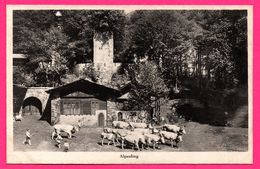 * Alpaufzug - Tell Freilicht Spiele Interlaken - Jeux En Plein Air - Animée - Enfants - Vaches - BRIENZ - Brienz