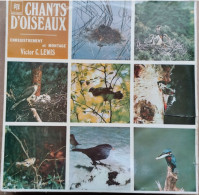 Chants D'oiseaux  Enregistrement Et Montage Victor C. LEWIS    PYE Stéréo 28006  (CM2) - Andere & Zonder Classificatie