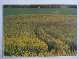 PAYSAGE PRES DE PAMPELONNE MAI 2000 16H - Pampelonne