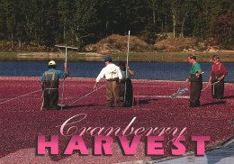 CAPE POD, CRANBERRY HARVEST, MASSACHUSETTS, UNITED STATES, POSTCARD - Cape Cod