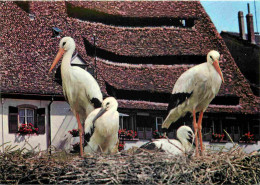 Animaux - Oiseaux - Cigognes - Alsace - CPM - Voir Scans Recto-Verso - Birds