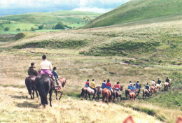 LLANWRDA, CARMANTHENSHIRE, FARMERS, HORSES, WALES, UNITED KINGDOM, POSTCARD - Carmarthenshire