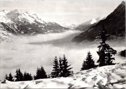 24-2-2024 (1 Y 10) France - N/b - Vallée  De La Maurienne ? (arbres En Hivers) - Arbres