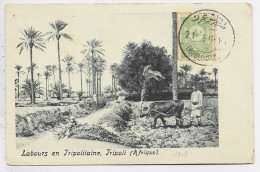 LIBYA CARTE SOUVENIR DE TRIPOLI DE BARBARIE  LABOURS AFRIQUE + TIMBRE TURKEY TURQUIE 1909 - Libye