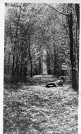 Photographie Photo Vintage Snapshot Forêt Sous Bois Allée Forestière - Other & Unclassified