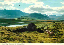 Animaux - Chevaux - Irlande - Maam Valley - Connemara Co - Galway - Ireland - CPM - Voir Scans Recto-Verso - Caballos