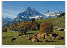 BRAUNWALD, Glarus - Blick Gegen Ortstock, Panorama, Almwirtschaft, Kühe Auf Der Alm , Nice Stamp - Braunwald