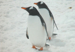 1 AK Antarctica / Antarktis * Gentoo Penguins On Cuverville Island * - Sonstige & Ohne Zuordnung