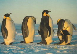 1 AK Antarctica / Antarktis * Kaiserpinguine In Einer Reihe - Emperor Penguins In A Row * - Autres & Non Classés
