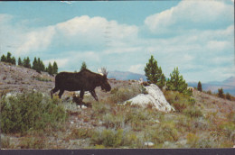 United States PPC Bull Moose Yellowstone National Park SANTA BARBARA Calif. 1964 HAZELCREST John F. Kennedy (2 Scans) - Santa Barbara