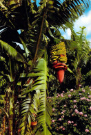 Iles Canaries - Fleurs Et Bananes - Other & Unclassified