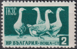 1955 Bulgarien ° Mi:BG 935, Sn:BG 882, Yt:BG 806, L 12¾,  Domestic Geese (Anser Anser Domestica), Gänse - Used Stamps