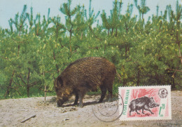 Carte  Maximum    ROUMANIE     Sanglier     1972 - Animalez De Caza