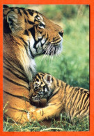 Mini Calendrier 2005 Animal TIGRE - Petit Format : 2001-...