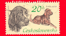 CECOSLOVACCHIA - Usato - 1973 - Cani - Dogs - Setter - Irský Setr - 20 H - Oblitérés