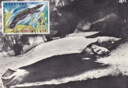 1965 ZOO ANTWERPEN TORTUE DU NIL - Storia Postale
