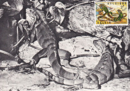 1965 ZOO ANTWERPEN IGUANE LEGUAN - Storia Postale