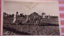 LE LABOUREUR ANE CHAMEAU LABOURAGE 1947  MAROC - Donkeys