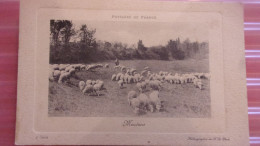 PAYSAGE DE FRANCE MOUTONS 3 EME SERIE - Other & Unclassified