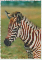 ZEBRA DI GRANT (AFRICA) (NUOVA) -  EDIZIONI  CECAMI - Zebra's