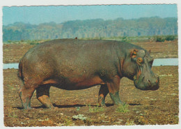 IPPOPOTAMO (AFRICA) (NUOVA) -  EDIZIONI  CECAMI - Hippopotamuses