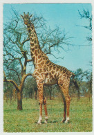 GIRAFFA - CAMELO PARDALIS - (AFRICA) (NUOVA) -  EDIZIONI  CECAMI - Girafes