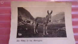 ANE LES HOTES DE NOS MONTAGNES 1959 EDY MAITRE ALIBORON - Donkeys