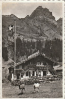 SUISSE Gryon Refuge De Solalex. Montagne, Chèvres - Gryon