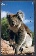 Japan 1V Koala @NTT Tennoji Zoo Used Card - Giungla