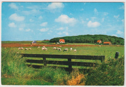 A 204598 NETHERLANDS - Texel - Texelse Schapen In De Wei - Texel