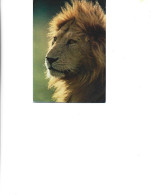 Kanya - Postcard Unused -   African Wildlife - Lion - Kenya