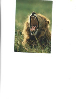 Kanya - Postcard Unused -   African Wildlife - Lion - Kenya