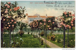 PORTLAND, OR - 1910 - Handcoloured PC - ROSE GARDEN, - Portland