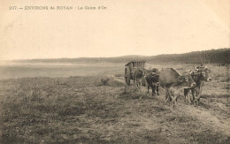 Royan * Attelage De Boeufs , Récolte Goemon Goémonier Pêche * Le Galon D'or - Royan