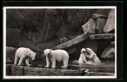 AK Hamburg-Stellingen, Eisbären In Einem Bassin Im Tierpark  - Bears