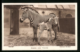 AK Zebra Mit Fohlen Vor Einem Gebäude  - Cebras