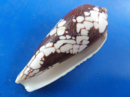 Conus Aulicus Madagascar 75,4mm  N2 - Coquillages