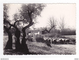 Belles Images De Provence Troupeau De Moutons Transhumance Dans Les Années 50 VOIR DOS - Elevage