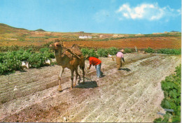 Islas Canarias Iles Canaries Animée Labourage Avec Chameau Labour Agricole Agriculture - Autres & Non Classés