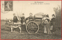 Culture Des Olives En Provence - Reproduction D'un CPA Vers 1900, Non-écrite TBE - Attelages