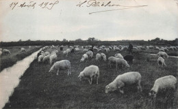 ANIMAUX ET FAUNE - Une Troupe De Moutons - Carte Postale Ancienne - Altri & Non Classificati