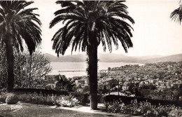 FRANCE - Cannes - Vue Générale - Palmiers - Carte Postale Ancienne - Cannes