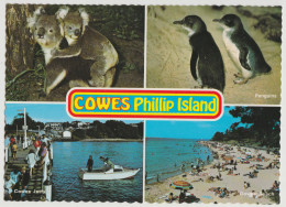 Australia VICTORIA VIC Koalas Penguins Beach COWES PHILLIP ISLAND Nucolorvue PIC2 Postcard C1970s - Other & Unclassified