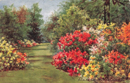 FLEURS, PLANTES & ARBRES - Fleurs - Azalea Garden Kew Garden - Carte Postale Ancienne - Blumen