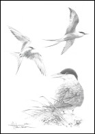 Dessin, Signé/Tekening, Getekend -Étude Sterne Arctique / Arctische Achtersteven Studie / Arktisches Heckstudie - BUZIN - Gaviotas