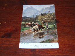 70953-                     OLD CARD - 1905, KOEIEN / COWS / KÜHE / VACHES -  IN THE VALLEY - Kühe
